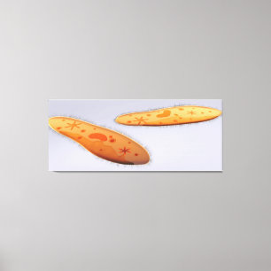 Mikroskopische Ansicht von Paramecium 4 Leinwanddruck