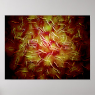 Mikroskopische Ansicht von Samenzellen Poster