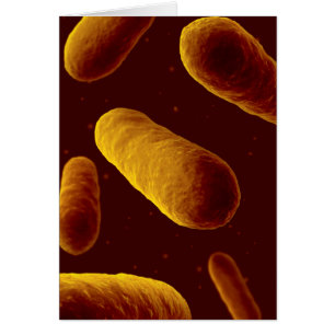 Mikroskopische Bakterienansicht 3