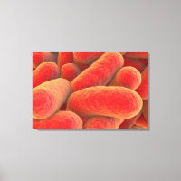 Mikroskopische Bakterienansicht 4