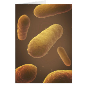 Mikroskopische Bakterienansicht 5