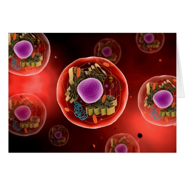 Mikroskopische Darstellung der Tierzelle 2 (Vorderseite (Horizontal))