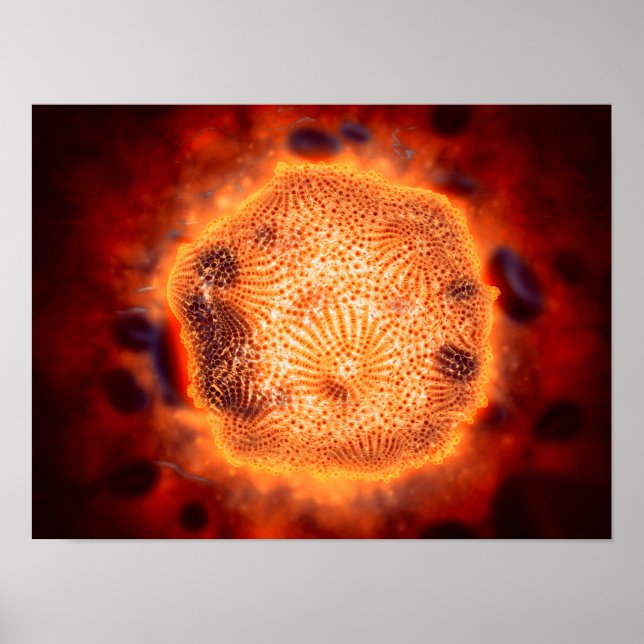 Mikroskopische Darstellung des Canin Parvovirus 4 Poster (Vorne)