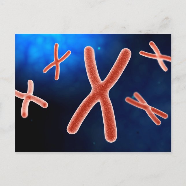 Mikroskopische Darstellung des Chromosoms 1 Postkarte (Vorderseite)