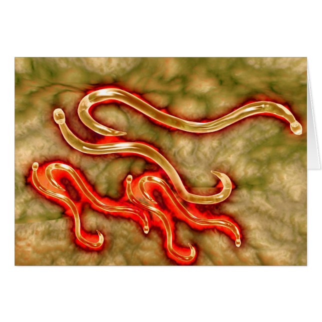 Mikroskopische Darstellung des Hakenwurms 1 (Vorderseite (Horizontal))