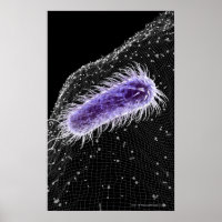 Mikroskopische Darstellung einer Helicobacter pylo