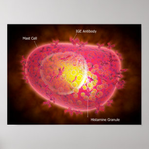 Mikroskopische Darstellung einer Mastzelle Poster