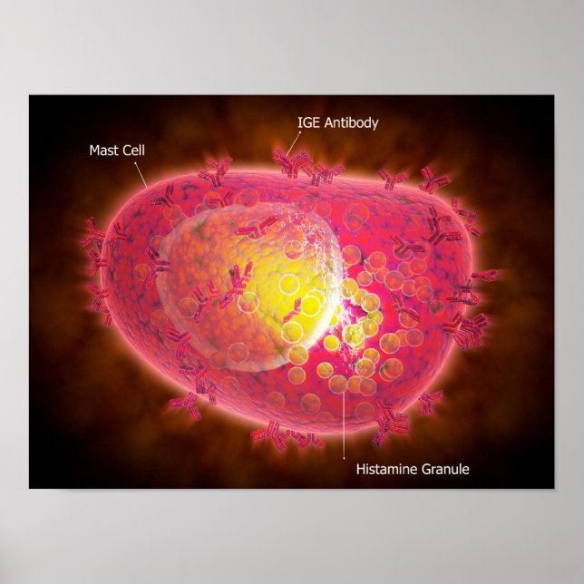 Mikroskopische Darstellung einer Mastzelle Poster (Vorne)