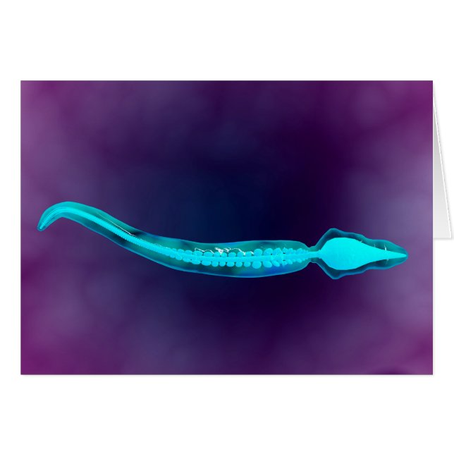 Mikroskopische Darstellung mit Knochenstruktur (Vorderseite (Horizontal))