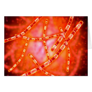 Mikroskopische Darstellung von Anthrax 1