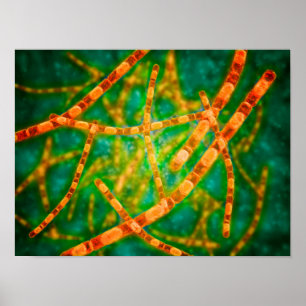 Mikroskopische Darstellung von Anthrax 2 Poster