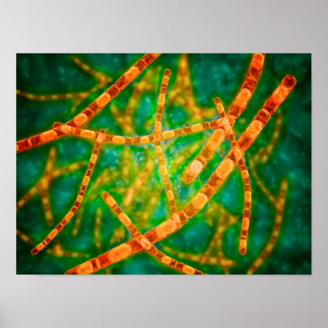 Mikroskopische Darstellung von Anthrax 2 Poster (Vorne)