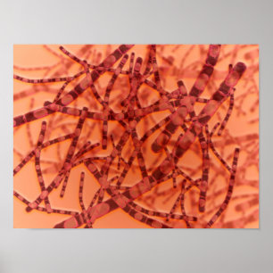 Mikroskopische Darstellung von Anthrax 3 Poster