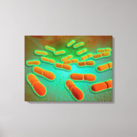 Mikroskopische Darstellung von Listeria monocytoge