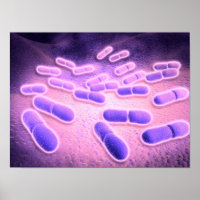 Mikroskopische Darstellung von Listeria monocytoge