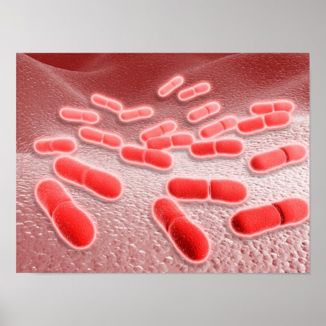 Mikroskopische Darstellung von Listeria monocytoge Poster (Vorne)
