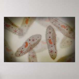 Mikroskopische Darstellung von Paramecium 1 Poster