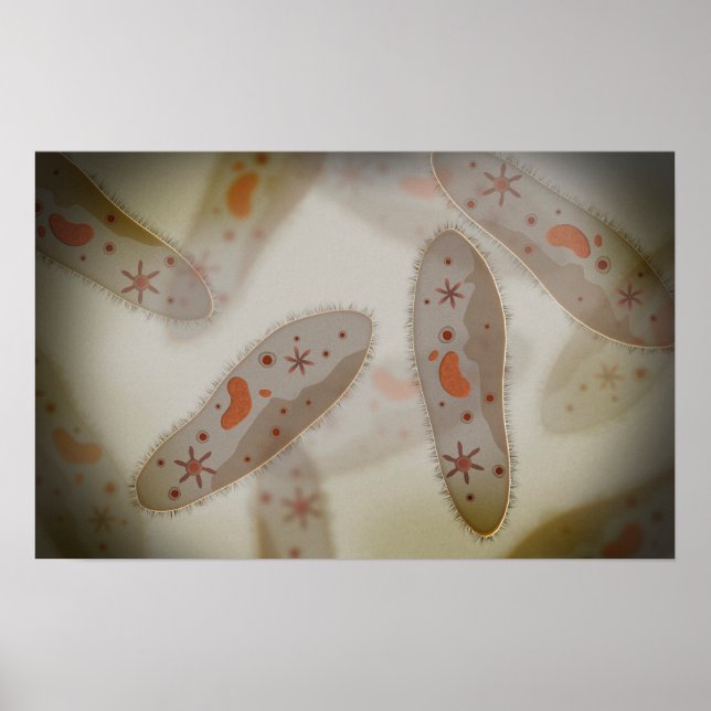 Mikroskopische Darstellung von Paramecium 1 Poster (Vorne)