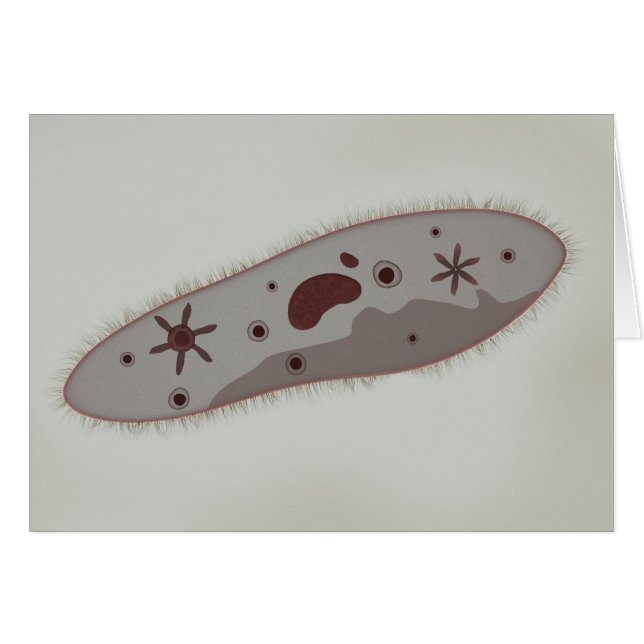 Mikroskopische Darstellung von Paramecium 3 (Vorderseite (Horizontal))
