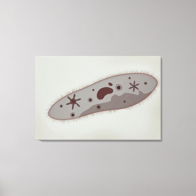 Mikroskopische Darstellung von Paramecium 3 Leinwanddruck (Vorderseite)