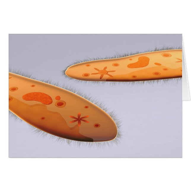 Mikroskopische Darstellung von Paramecium 4 (Vorderseite (Horizontal))