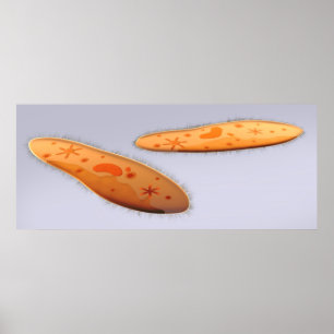 Mikroskopische Darstellung von Paramecium 4 Poster