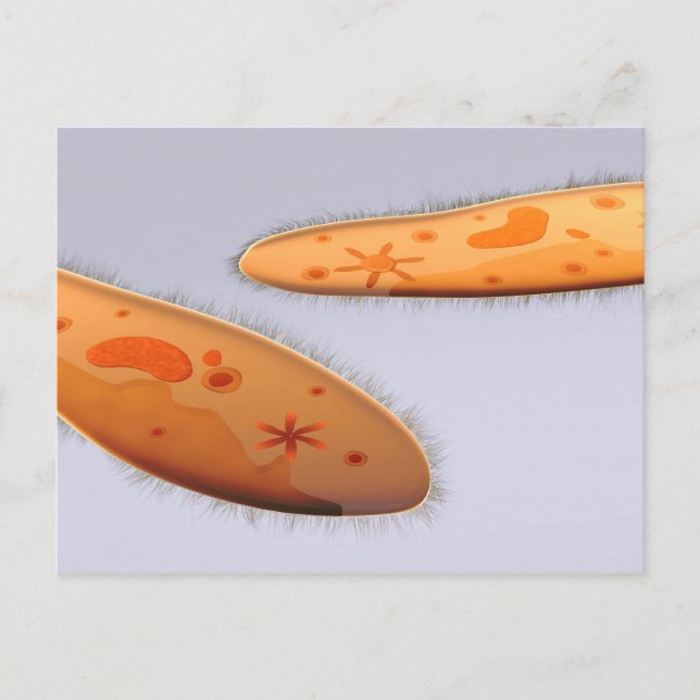 Mikroskopische Darstellung von Paramecium 4 Postkarte (Vorderseite)