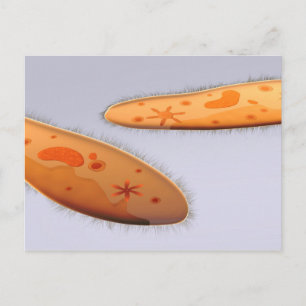 Mikroskopische Darstellung von Paramecium 4 Postkarte