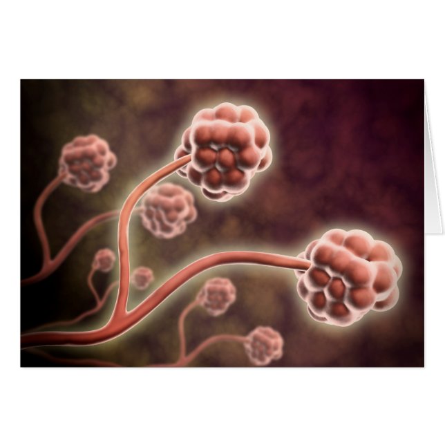 Mikroskopische Darstellung von Stachybotrys Charta (Vorderseite (Horizontal))