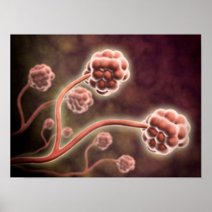 Mikroskopische Darstellung von Stachybotrys Charta Poster