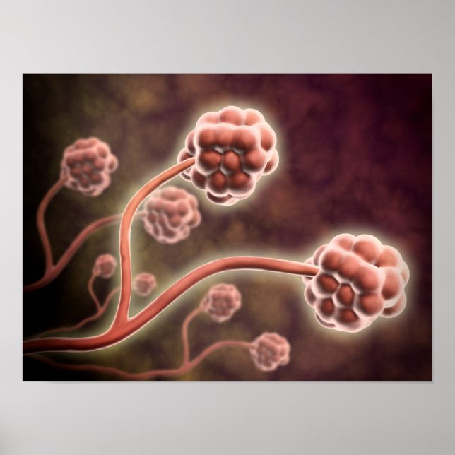 Mikroskopische Darstellung von Stachybotrys Charta Poster (Vorne)