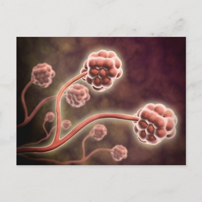 Mikroskopische Darstellung von Stachybotrys Charta Postkarte (Vorderseite)