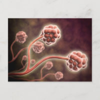 Mikroskopische Darstellung von Stachybotrys Charta