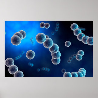 Mikroskopische Darstellung von Streptokokken 2 Poster