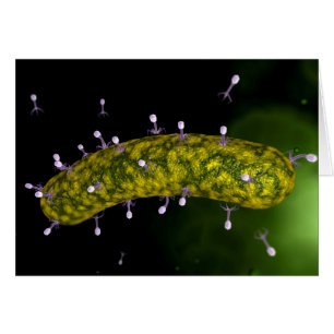 Mikroskopische Sicht auf Bakteriophage