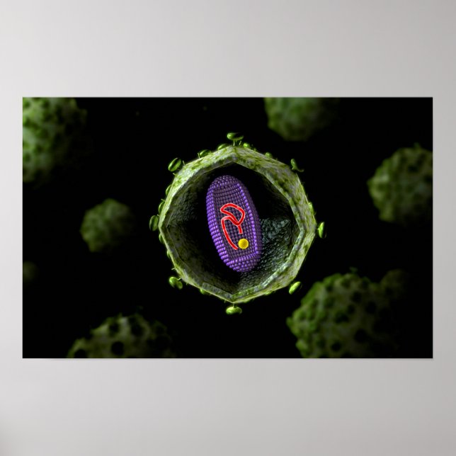 Mikroskopische Sicht auf das HIV-Virus, Querschnit Poster (Vorne)