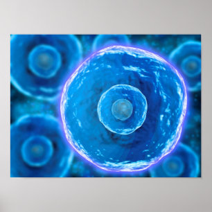 Mikroskopische Sicht auf menschliche B-Zellen 1 Poster