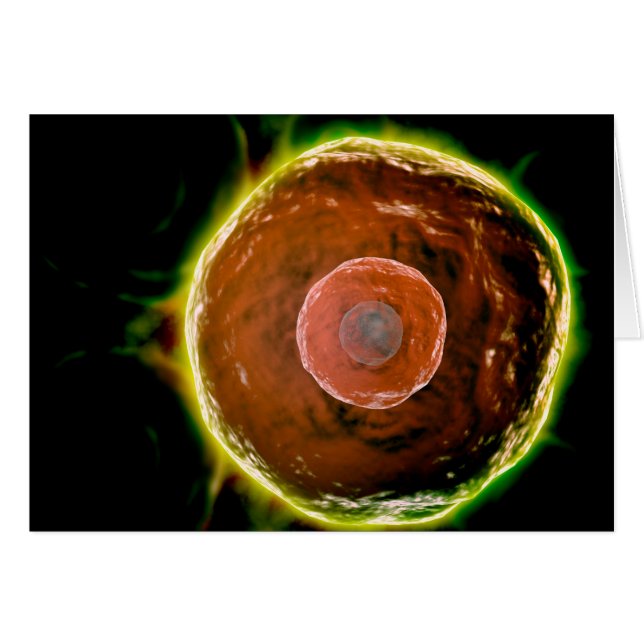 Mikroskopische Sicht auf menschliche B-Zellen 2 (Vorderseite (Horizontal))