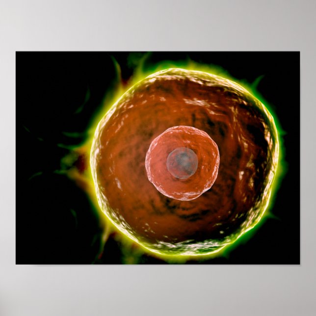 Mikroskopische Sicht auf menschliche B-Zellen 2 Poster (Vorne)