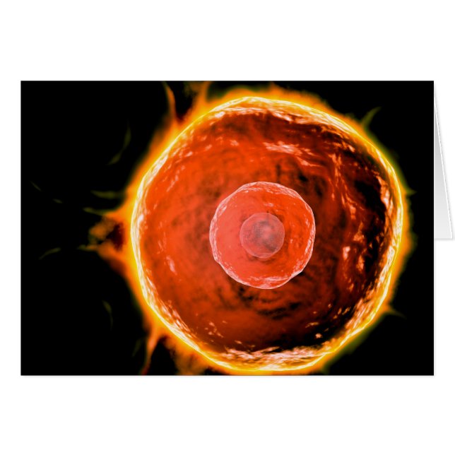 Mikroskopische Sicht auf menschliche B-Zellen 3 (Vorderseite (Horizontal))