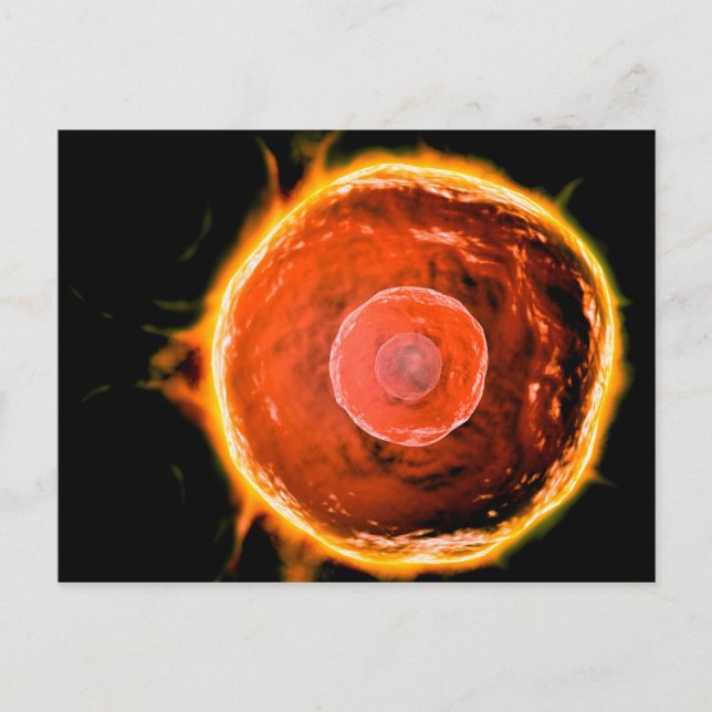 Mikroskopische Sicht auf menschliche B-Zellen 3 Postkarte (Vorderseite)