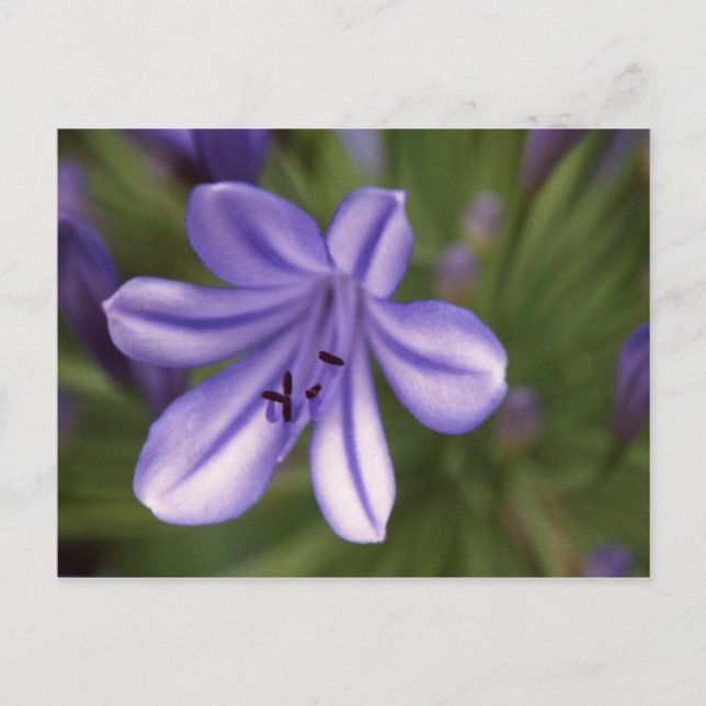 Mikroskopische Sicht Postkarte (Vorderseite)