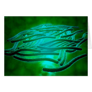 Mikroskopische Sicht von Legionella Pneumophila 1