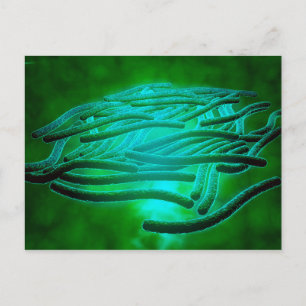 Mikroskopische Sicht von Legionella Pneumophila 1 Postkarte