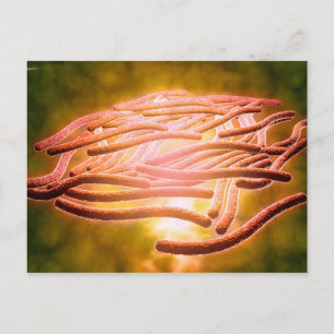 Mikroskopische Sicht von Legionella Pneumophila 2 Postkarte