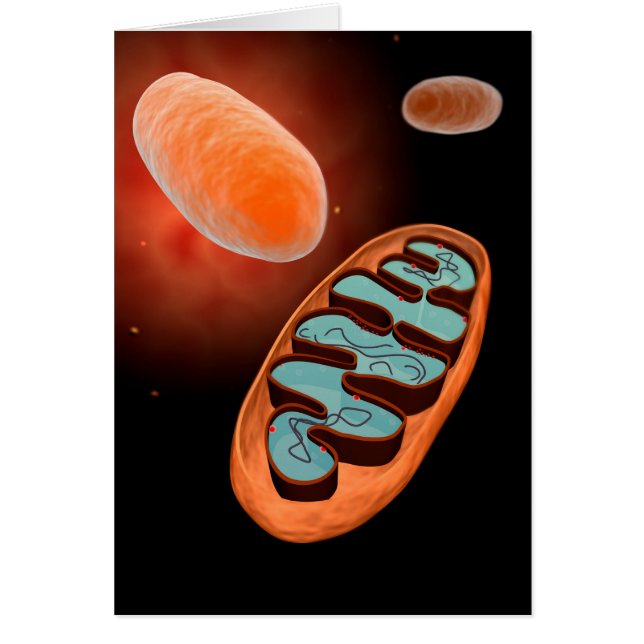 Mikroskopische Sicht von Mitochondrien 1 (Vorne)