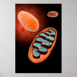Mikroskopische Sicht von Mitochondrien 1 Poster