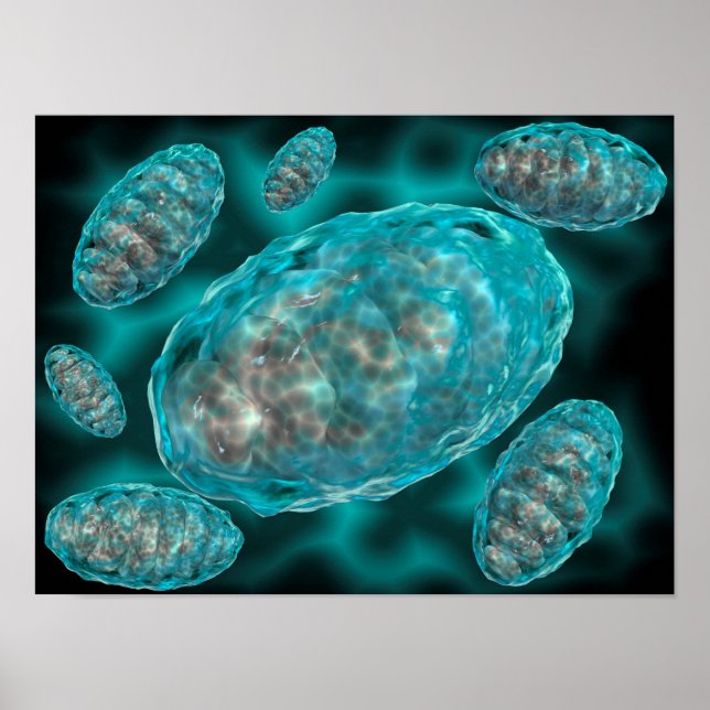 Mikroskopische Sicht von Mitochondrien 2 Poster (Vorne)