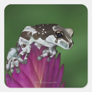 Milch-Frosch, Trachycephalus resinifictrix Quadratischer Aufkleber