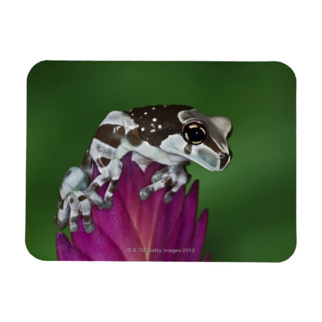 Milchfrosch, Trachycephalus resinifictrix Magnet (Horizontal)